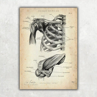 Animus Medicus Schultergelenk Anatomie – A1