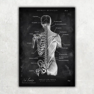 Animus Medicus Rücken Anatomie Sammlung – Chalkboard – A5