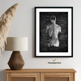 Animus Medicus Rücken Anatomie | Knochen und Muskeln – Chalkboard – A1