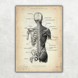 Animus Medicus Rücken Anatomie | Knochen und Muskeln – A1