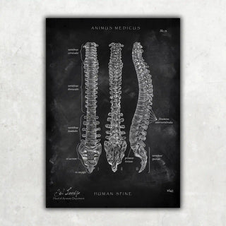 Animus Medicus Wirbelsäule | Aufbau und Anatomie – Chalkboard – A5