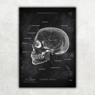 Animus Medicus Schädelknochen Anatomie – Chalkboard – A1