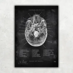 Animus Medicus Schädelbasis Anatomie – Chalkboard – A1