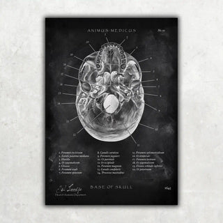 Animus Medicus Schädelbasis Anatomie – Chalkboard – A1