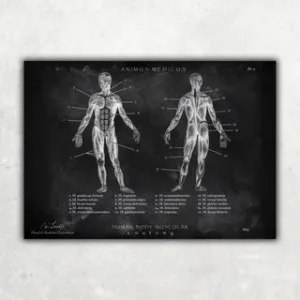 Animus Medicus Muskeln Anatomie – Chalkboard – A1