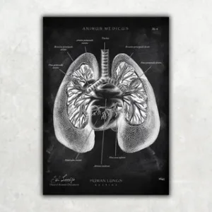 Animus Medicus Lungen Anatomie – Chalkboard – A1