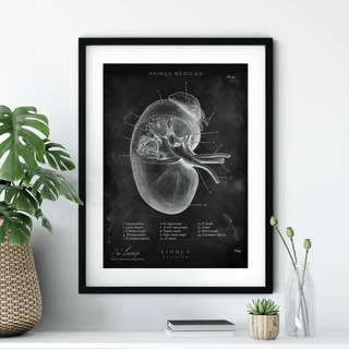 Animus Medicus Nieren Anatomie – Chalkboard (Copy) – A1