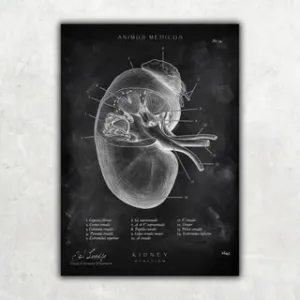 Nieren Anatomie - Chalkboard (Copy) - A1 Animus Medicus