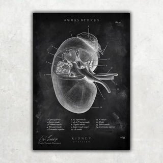 Animus Medicus Nieren Anatomie – Chalkboard (Copy) – A1