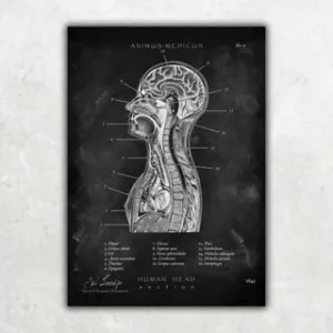 Animus Medicus Thorax Anatomie – Chalkboard – A1