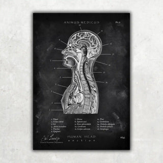 Thorax Anatomie - Chalkboard - A1 Animus Medicus