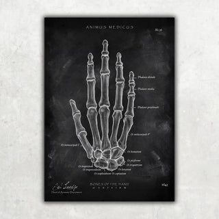 Animus Medicus Handknochen Anatomie – Chalkboard – A1