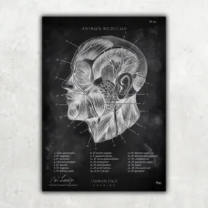 Animus Medicus Die Gesicht Anatomie – Chalkboard – A1