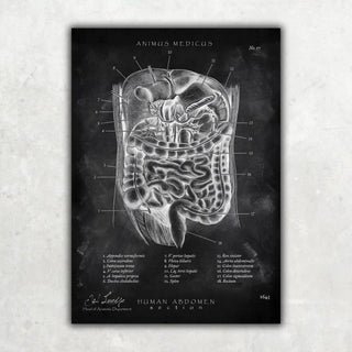 Der Bauch im Schnitt - Chalkboard - A1 Animus Medicus