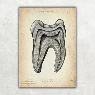 Animus Medicus Zahn Anatomie im Querschnitt – A1