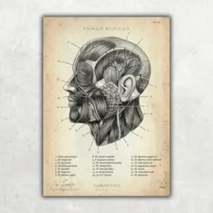 Animus Medicus Die Gesicht Anatomie – A5