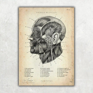 Animus Medicus Die Gesicht Anatomie – A1