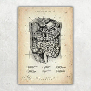 Animus Medicus Der Bauch im Schnitt – A3
