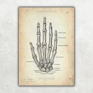 Animus Medicus Handknochen Anatomie – A4