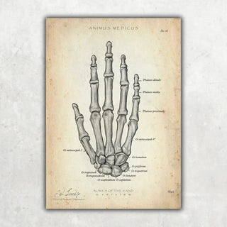 Animus Medicus Handknochen Anatomie – A1