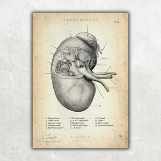 Animus Medicus Nieren Anatomie – A1