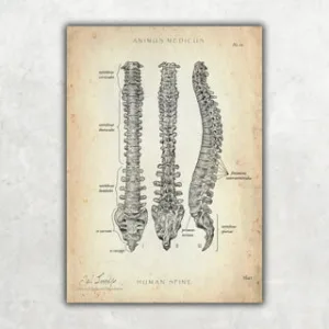 Animus Medicus Wirbelsäule | Aufbau und Anatomie – A1