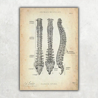 Animus Medicus Wirbelsäule | Aufbau und Anatomie – A2