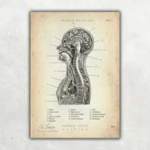 Animus Medicus Thorax Anatomie – A3