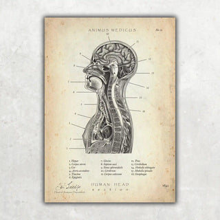 Animus Medicus Thorax Anatomie – A1