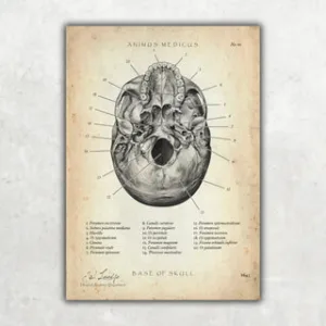 Animus Medicus Schädelbasis Anatomie – A1