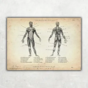 Animus Medicus Muskeln Anatomie – A4