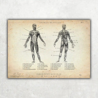 Animus Medicus Muskeln Anatomie – A1