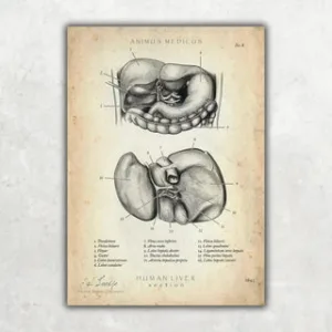 Animus Medicus Leber Anatomie – A1