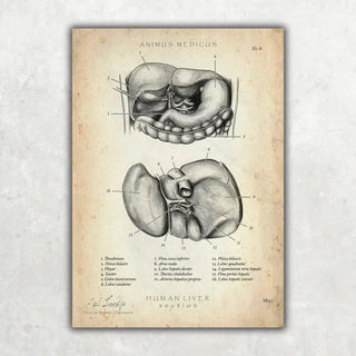 Animus Medicus Leber Anatomie – A1