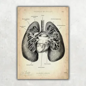 Animus Medicus Lungen Anatomie – A5