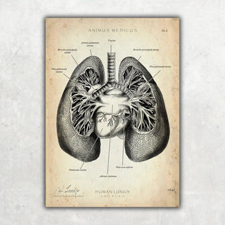 Animus Medicus Lungen Anatomie – A3