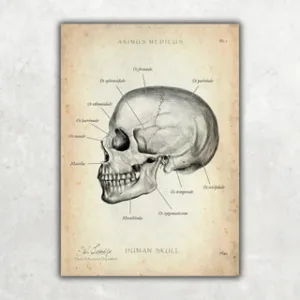 Animus Medicus Schädelknochen Anatomie – A1