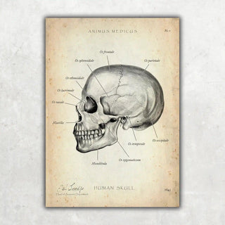 Animus Medicus Schädelknochen Anatomie – A5