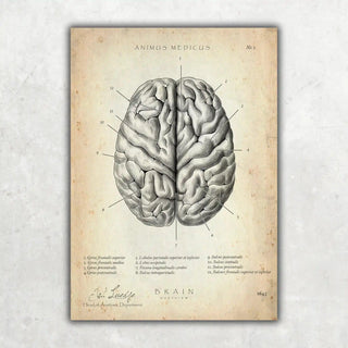 Animus Medicus Das menschliche Gehirn – A3