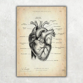 Animus Medicus Herz Anatomie – A5