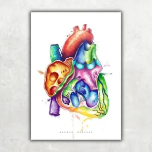 Animus Medicus Herz im Schnitt Anatomie – Rainbow – A4