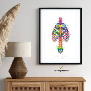 Animus Medicus Thorax Anatomie – Rainbow – A1