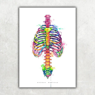 Animus Medicus Thorax Anatomie – Rainbow – A1