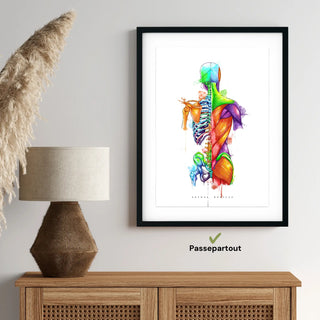 Animus Medicus Rücken Anatomie – Rainbow – A1