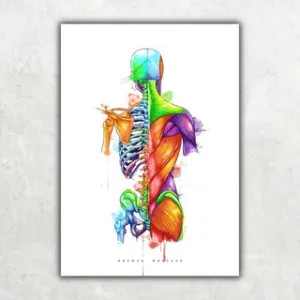 Animus Medicus Rücken Anatomie – Rainbow – A3