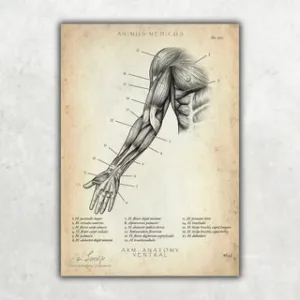 Animus Medicus Arm Anatomie ventral – A2