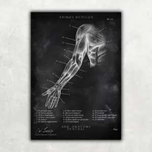 Animus Medicus Arm Anatomie ventral – Chalkboard – A1