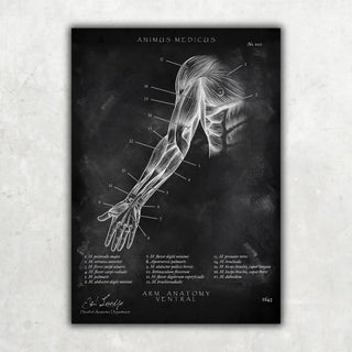 Arm Anatomie ventral - Chalkboard - A1 Animus Medicus