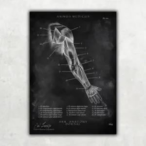 Animus Medicus Arm Anatomie dorsal – Chalkboard – A1