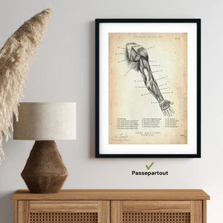 Animus Medicus Arm Anatomie dorsal – A1